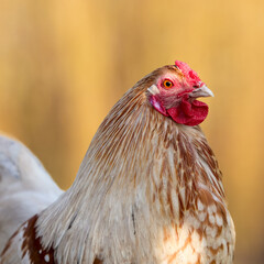 Close up of head of a white young rooster against blurred yellow background