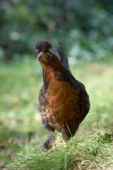 Close up of a young brown rooster of Poland chicken