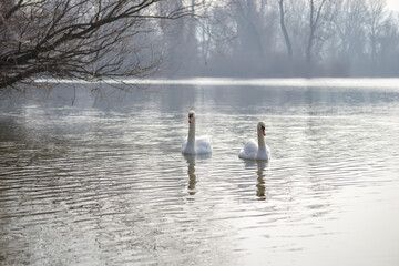 A pair of white swans floats on the water.