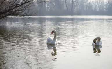 A pair of white swans floats on the water.