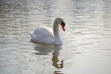 White swan is float on water.