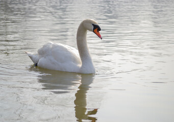 Fototapeta premium White swan is float on water.