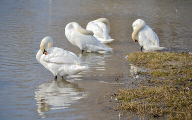 Fototapeta premium White swans on the shore of the lake.