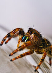 Jumping Spider (group Salticidae)
