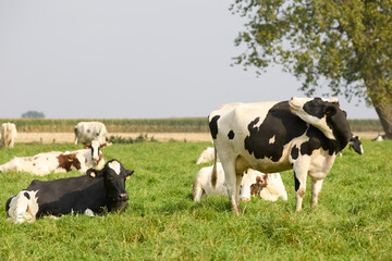Holstein cows laying in the grass