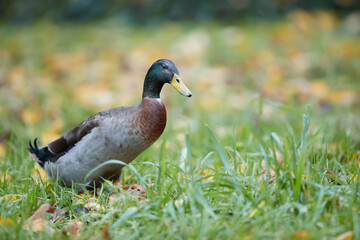 A brown dark Indian runner duck free range in garden