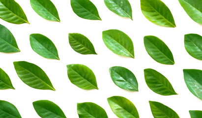 top view flat lay collection of fresh green leaves isolated on white background.concept for ecology backdrop,enviroment wallpaper,organic health product design.