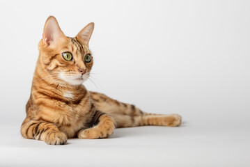 Bengal cat lies on a white background. Red cat isolated.
