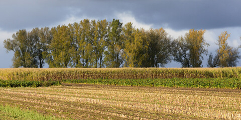 Fototapeta premium Rural landscape with corn field, trees and dark grey sky
