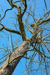 Trunk of a tree in winter against blue sky in frog perspective