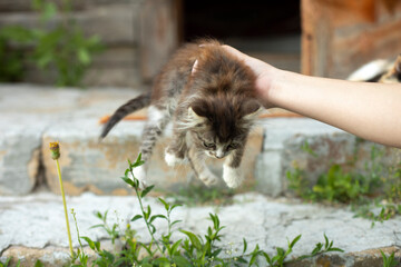 Hand takes kitten. Kitten in yard. Pets in summer on street.
