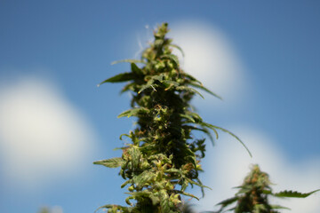 Marijuana against sky. Hemp grows in nature. Tops of marijuana in summer.