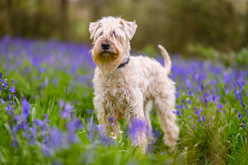 soft coated wheaten terrier in a bluebell wood