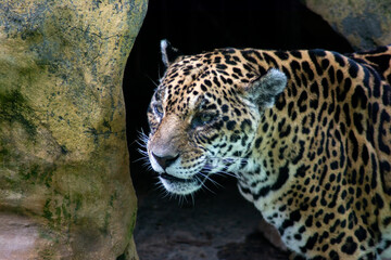 Gorgeous jaguar at the zoo © Miriana
