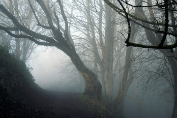 A mystical mysterious forest. With a tree arching over a path on a spooky foggy winters day