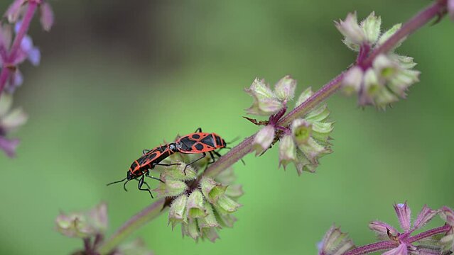 flame bedbug mating on green branch