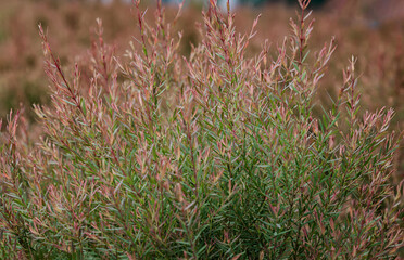 close-up of Pink ellwood's gold leaf or Chamaecyparis lawoniana. Popularly planted as an ornamental in park, Properties of repelling mosquitoes and insects. No focus, specifically.