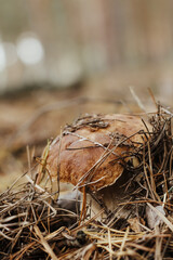 Edible mushroom with a brown cap Boletus edulis in the autumn fairy-tale forest.