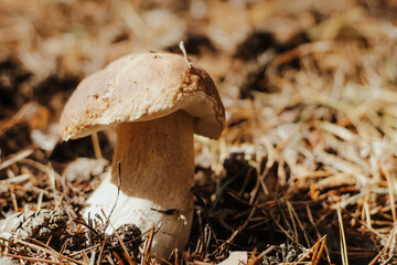 Edible mushroom with a brown cap Boletus edulis in the autumn fairy-tale forest.