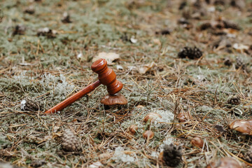 Judge's gavel on a tree in the bark, concept of forest law and nature protection.
