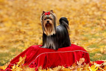Yorkie dog in autumn park.Around autumn leaves