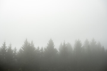 Fototapeta na wymiar Line of Pine Trees Obscured In Fog