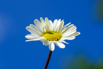 daisy flower