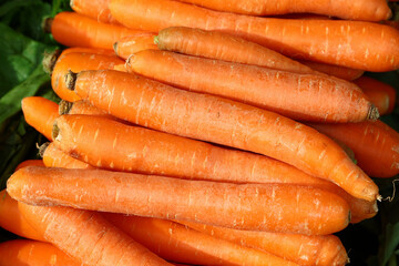 Close up heap of fresh new carrot crop