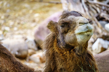 Fototapeta premium Camel resting peacefully on the ground and looking at camera in a camera close-up.