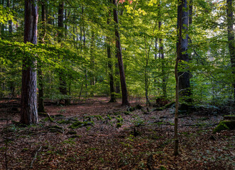 Fototapeta premium Buchen Mischwald Abendstimmung