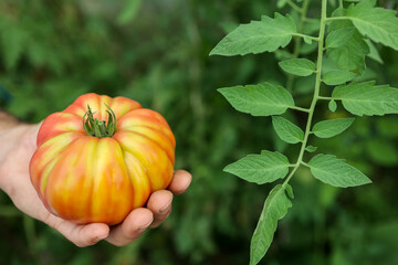 ripe tomato in the hand of a farmer, from organic and sustainable agriculture
