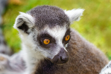 Camera close-up of a lemur looking sideways with its big eyes.