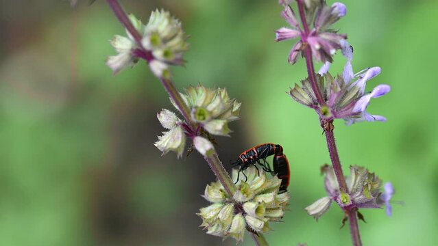 flame bedbug mating on green branch