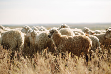 Herd of sheep grazing on the field. - obrazy, fototapety, plakaty
