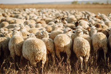 Herd of sheep grazing on the field.