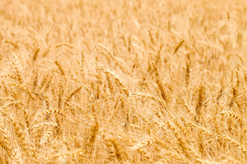 Field with ears of wheat