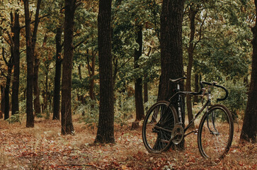 Fototapeta premium bicycle in the park
