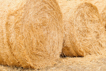 Haystacks on summer day