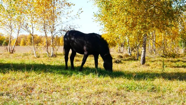 A very beautiful horse grazes in a meadow between autumn trees