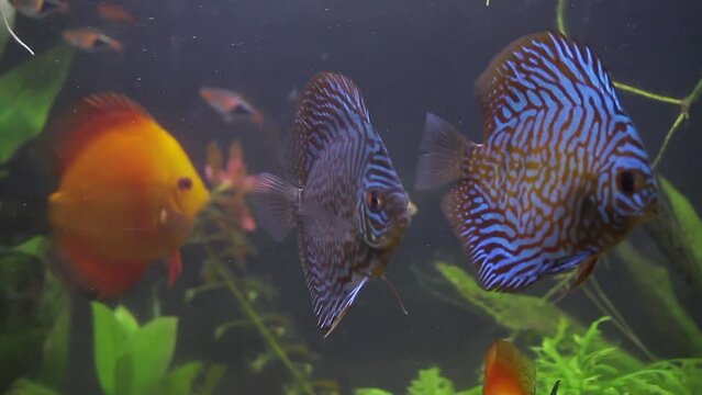 Discus fish chasing each other in planted aquarium