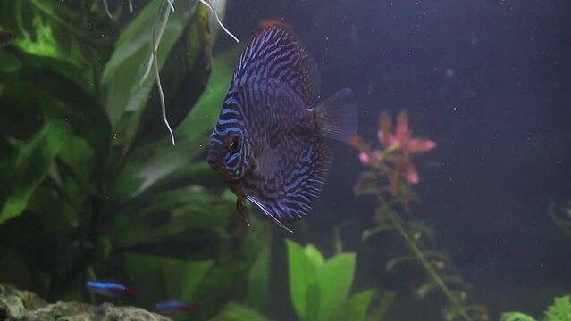 Discus fish swimming up and down