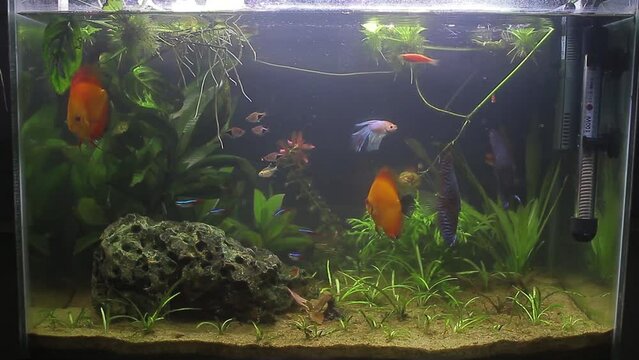 blue turquoise discus and red melon discus