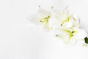 Naklejka na ściany i meble White liles flowers. Mourning or funeral background. Floral mock up