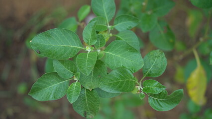 Ashwagandha green plants growing in garden. Withania somnifera Leaves. Indian ginseng, poison gooseberry, or winter cherry. Most powerful Medicinal herbs for healthcare.
