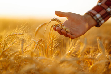 Wheat quality check. Farmer with ears of wheat in a wheat field. Harvesting. Agro business.