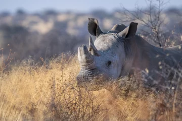 Fotobehang Wild white rhino in the wilderness of southern africa © wildliferady