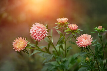 salmon-colored asters, autumn flowers, autumn asters