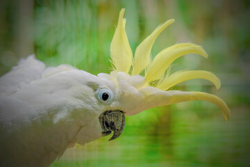 yellow and white parrot