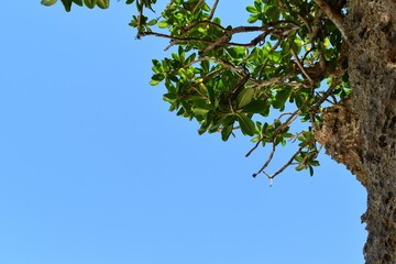 沖縄の樹木と青い空