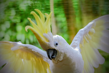 white crested cockatoo